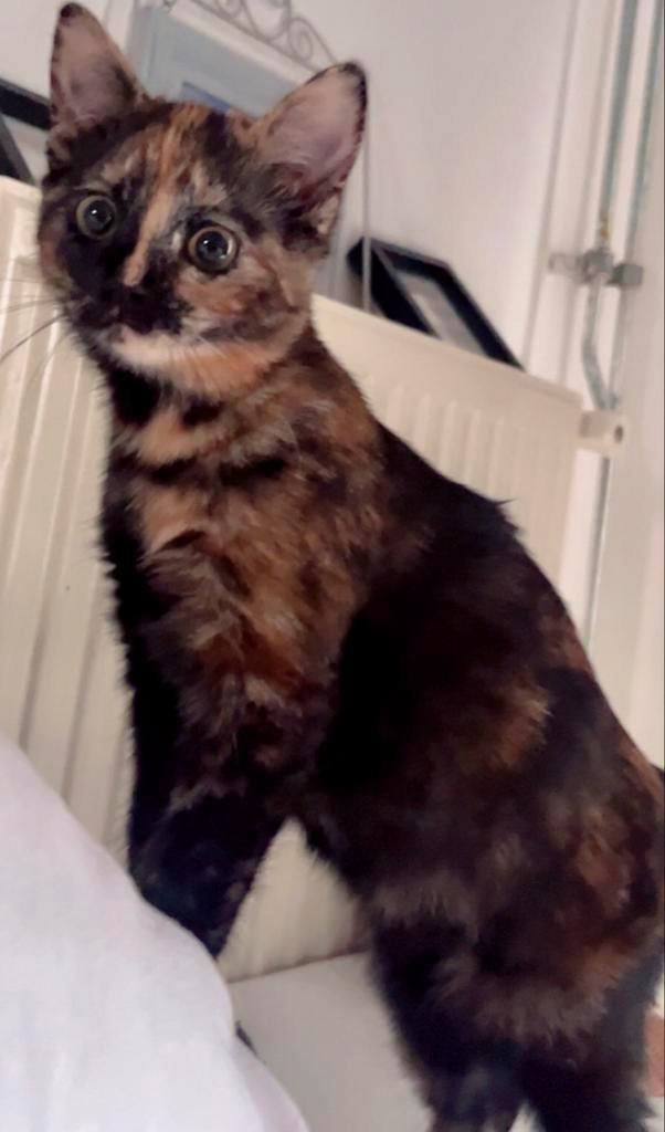 Lieve schildpadkleurige poes van 4 maanden zoekt warm thuis, Dieren en Toebehoren, Katten en Kittens | Raskatten | Korthaar, Poes