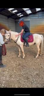 Groene C pony, zoekt zo snel mogelijk zijn vaste thuis!, Dieren en Toebehoren, Pony's, Ruin, Onbeleerd, C pony (1.27m tot 1.37m)