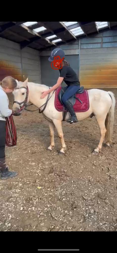 Groene C pony, zoekt zo snel mogelijk zijn vaste thuis!, Dieren en Toebehoren, Pony's, Ruin, Onbeleerd, C pony (1.27m tot 1.37m)
