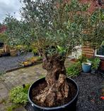🌿 Unieke Kans: 100 Jaar Oude Olijfboom – Een Tijdloos Kunst, Tuin en Terras, 100 tot 250 cm, Olijfboom, Zomer, Ophalen