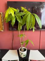 pachira aquatica geldboom in pot, Ophalen of Verzenden, Minder dan 100 cm, In pot, Overige soorten