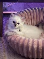 Ragdoll bluepoint, Poes, Ontwormd, 0 tot 2 jaar