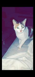 Allerliefste poes Snoepie zoekt warm huisje, Dieren en Toebehoren, Katten en Kittens | Raskatten | Korthaar, Poes