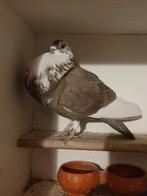 Oliebonte duif, Dieren en Toebehoren, Vrouwelijk