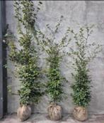 Groene beukenhaag met kluit, Ophalen