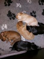 Cockapoo x labradoodle, Overige rassen, 8 tot 15 weken, Meerdere, Meerdere dieren