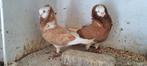 Te koop sierduiven Oudhollands kapucijnen duiven, Dieren en Toebehoren, Meerdere dieren, Overige soorten