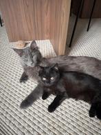 Maincoon / Ragdoll kitten ter adoptie, Dieren en Toebehoren, Kater