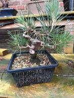 Japanse zwarte den bonsai starter, Bloeit niet, Halfschaduw, Minder dan 100 cm, Overige soorten