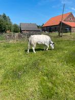 Drachtige dikbil, Dieren en Toebehoren, Runderen, Vrouwelijk