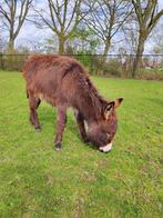 Te koop ezel veulen, Dieren en Toebehoren, Overige Dieren, Mannelijk