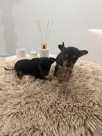 Chihuahua, Dieren en Toebehoren, Honden | Chihuahua's en Gezelschapshonden, 8 tot 15 weken, Teef, Eén hond, Chihuahua