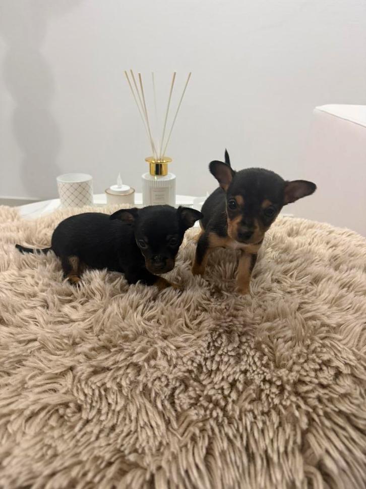 Chihuahua, Dieren en Toebehoren, Honden | Chihuahua's en Gezelschapshonden, Teef, Chihuahua, Particulier, Eén hond, Nederland