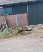 Jonge gezonde Pauwen, Dieren en Toebehoren, Mannelijk, Overige soorten