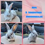 Mooi nestje duitse reusjes alleen nog voedsters beschikbaar, Dieren en Toebehoren, Konijnen, Meerdere dieren, Groot