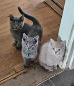 Blauwe rus kittens, Dieren en Toebehoren, Meerdere dieren, Met stamboom