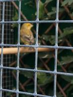 Dikbekcinie x kanarie, Dieren en Toebehoren, Mannelijk, Zangkanarie