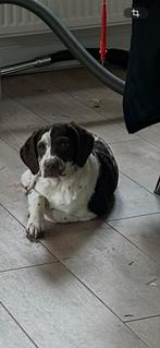 Prachtige Lagotto 14 weken - verhaart niet, Dieren en Toebehoren, Honden | Retrievers, Spaniëls en Waterhonden, België, Particulier