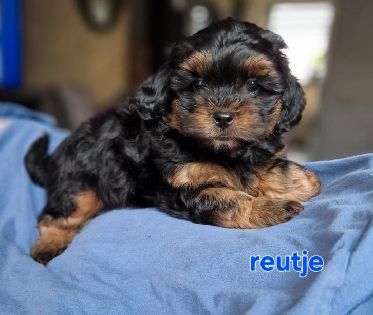 Puppy's, Dieren en Toebehoren, Honden | Chihuahua's en Gezelschapshonden, Meerdere dieren, Overige rassen, Particulier, Meerdere