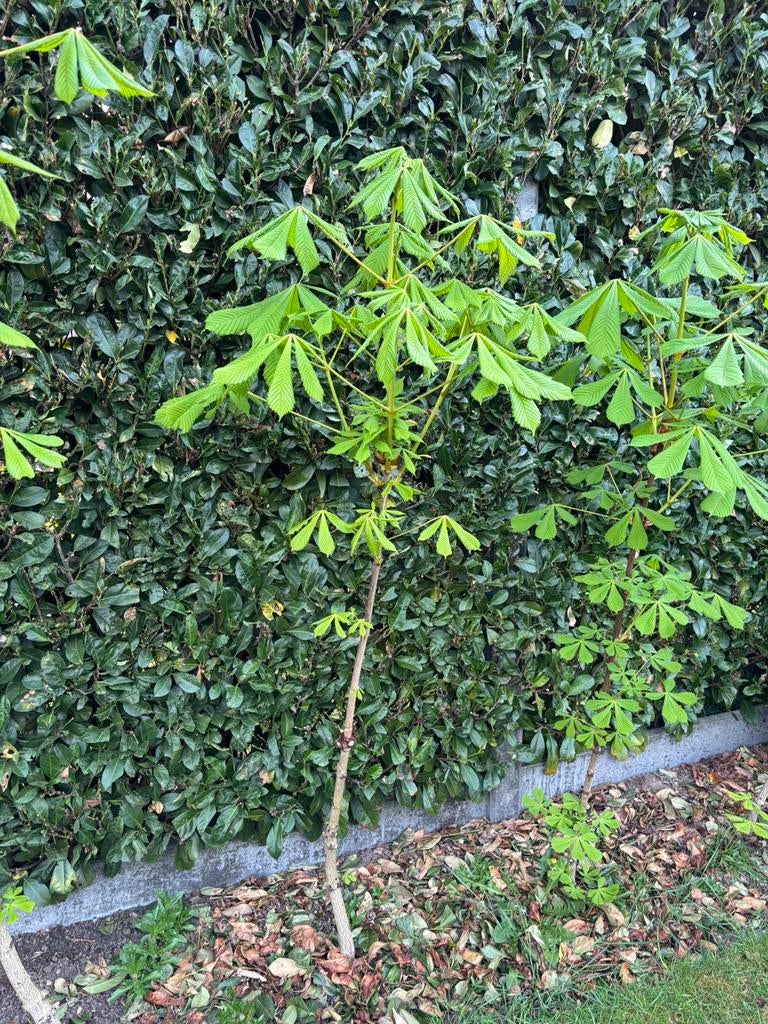 Kastanje boom, Overige soorten, Lente, 100 tot 250 cm, Ophalen