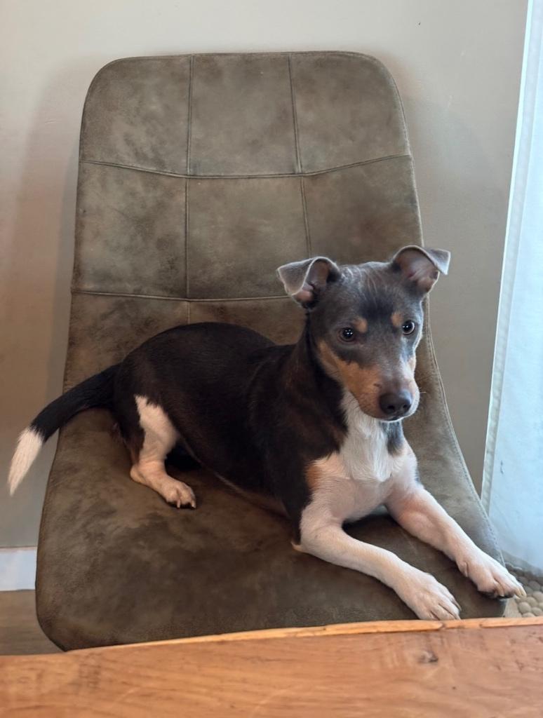 Lieve Jack Russel reu te koop, Dieren en Toebehoren, Honden | Jack Russells en Terriërs, Parvo, Jack Russell Terriër, Reu, 1 tot 2 jaar