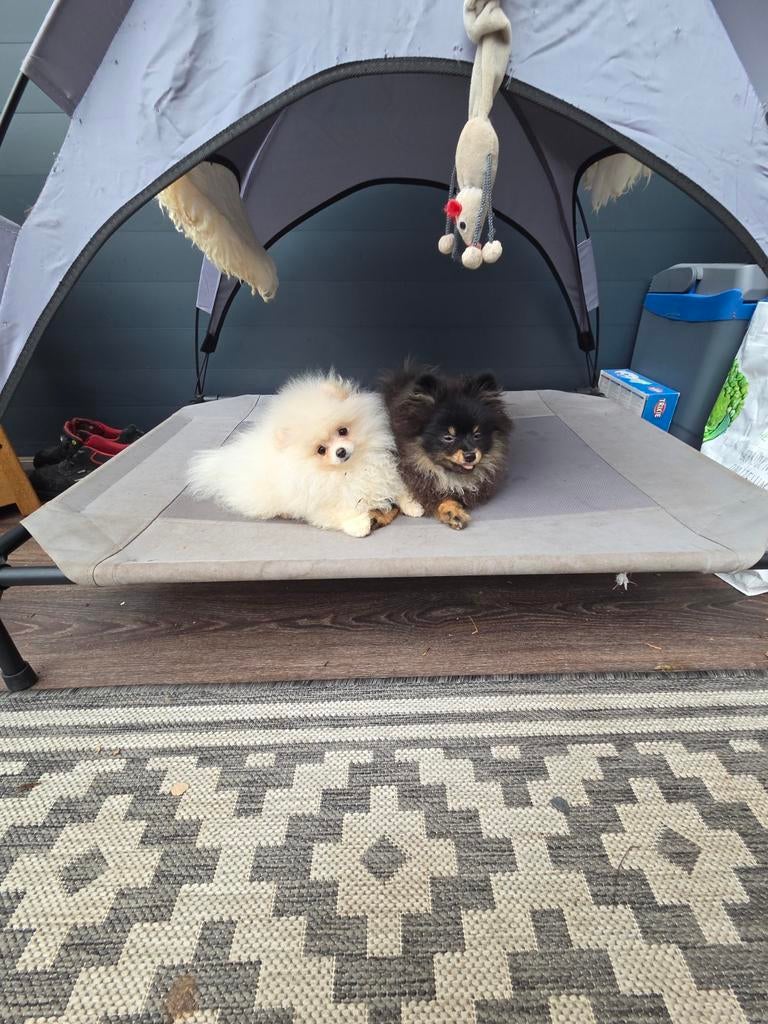 Pomeranian pup pomeriaan/dwergkees, Dieren en Toebehoren, Particulier, Keeshond, 15 weken tot 1 jaar, Buitenland