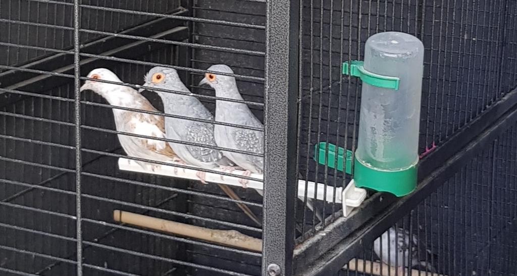 Diamantduifjes doffers bont 2025, Meerdere dieren