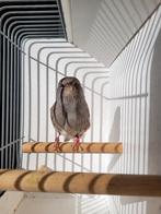 Gloster kanaries tt kwaliteit, Mannelijk, Kleurkanarie