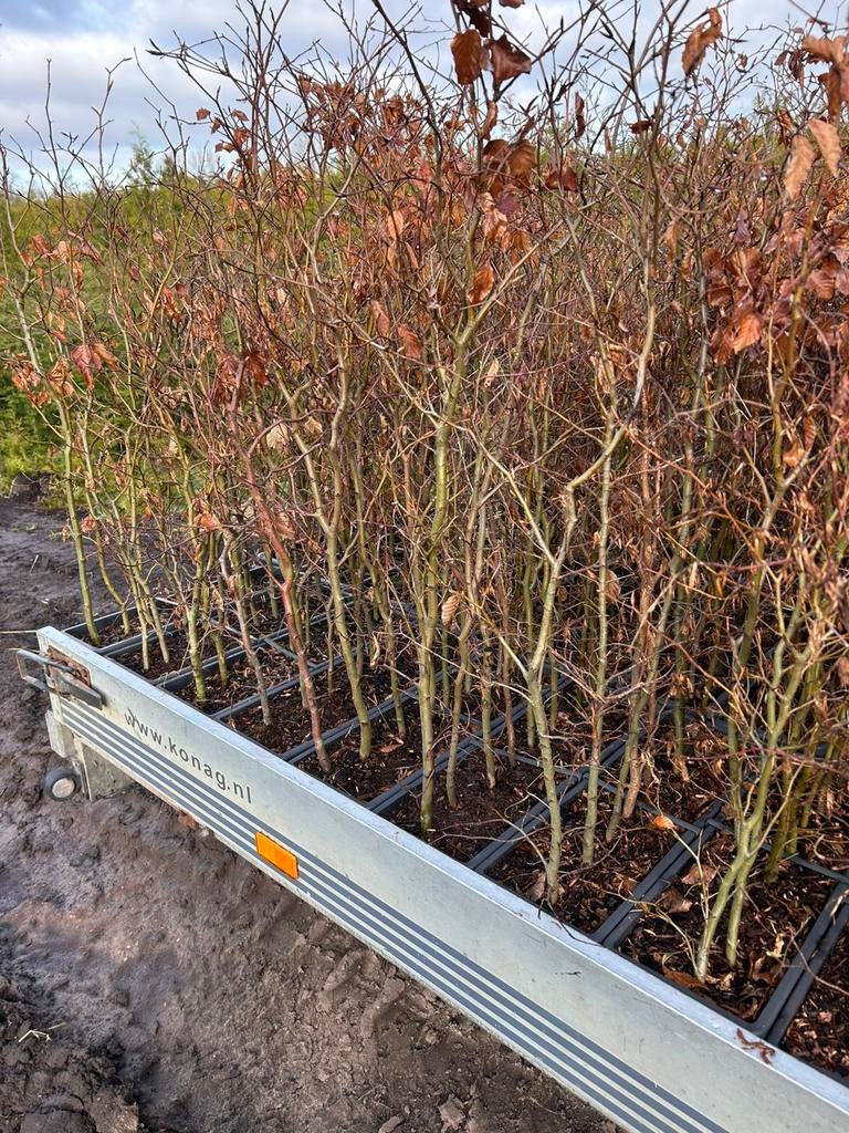 Haagbeuk, Ophalen of Verzenden, Zo goed als nieuw