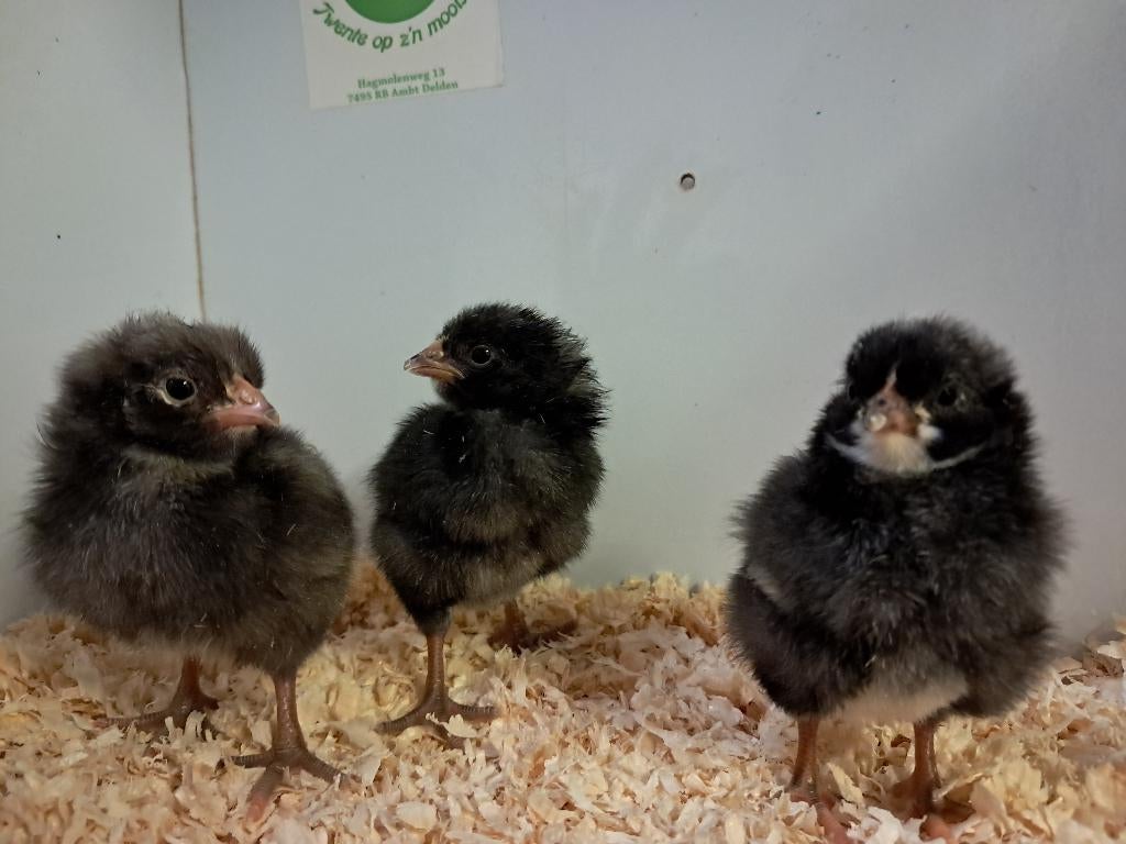 noord hollandse blauwe kuikens, Dieren en Toebehoren, Pluimvee, Vrouwelijk, Kip