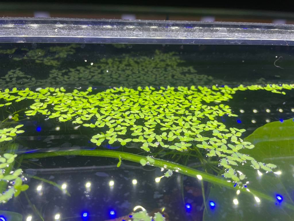 Aquarium plantjes eendenkroos, Dieren en Toebehoren, Vis