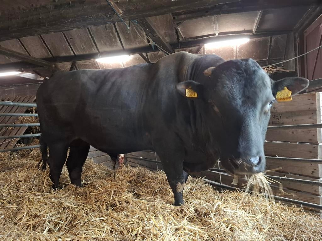 Wagyu dekstier te koop aangeboden, Dieren en Toebehoren, Runderen, Mannelijk, 3 tot 6 jaar