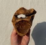 Neushoorn Wervel Noordzee, Ophalen of Verzenden, Fossiel