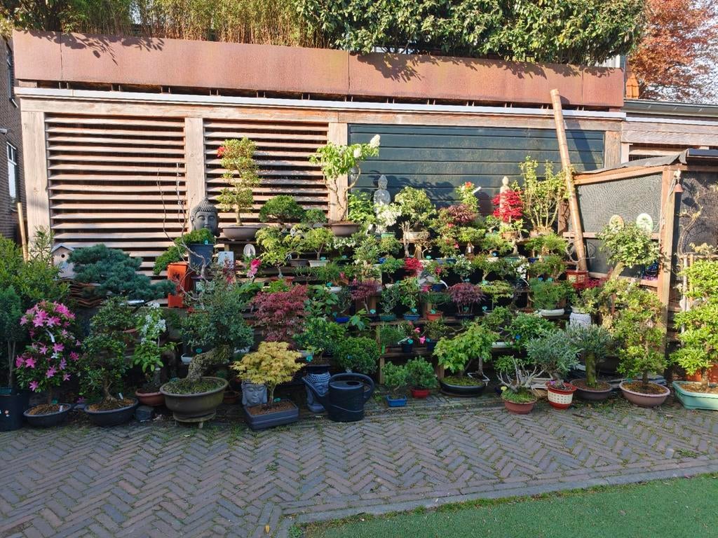 Bonsai Azalea Pinus Juniperus Wisteria Ficus Acer etc, Tuin en Terras, Planten | Bomen, Bloeit niet, Halfschaduw, Minder dan 100 cm