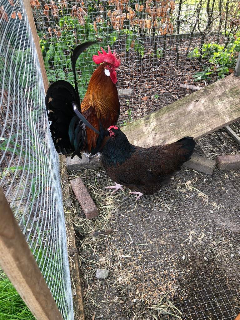 Trio kippen te koop, Meerdere dieren, Kip