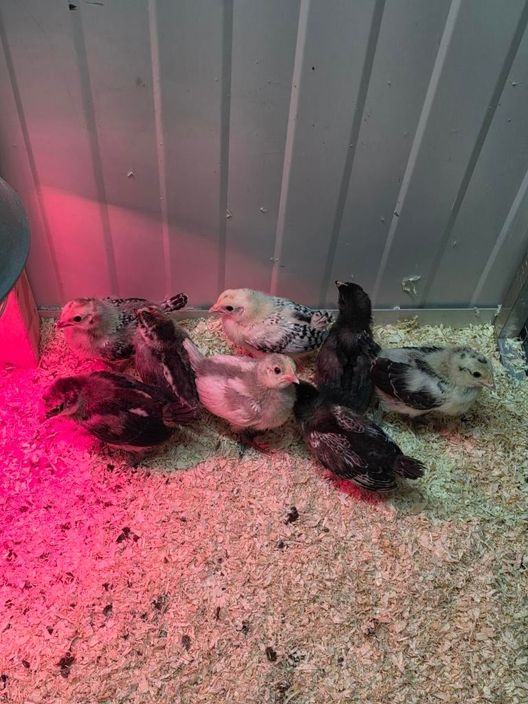 Kuikens, Dieren en Toebehoren, Meerdere dieren, Kip