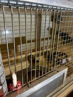 Te Koop, Dieren en Toebehoren, Meerdere dieren, Papegaai, Geringd