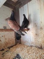 3 koppels sierduiven, Dieren en Toebehoren, Meerdere dieren, Overige soorten