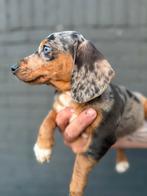 Unieke merle teckel pups, Dieren en Toebehoren, 8 tot 15 weken, Korthaar, Dwerg, Parvo