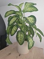 Grote kamerplant, Huis en Inrichting, Kamerplanten, Ophalen of Verzenden, Halfschaduw, 100 tot 150 cm