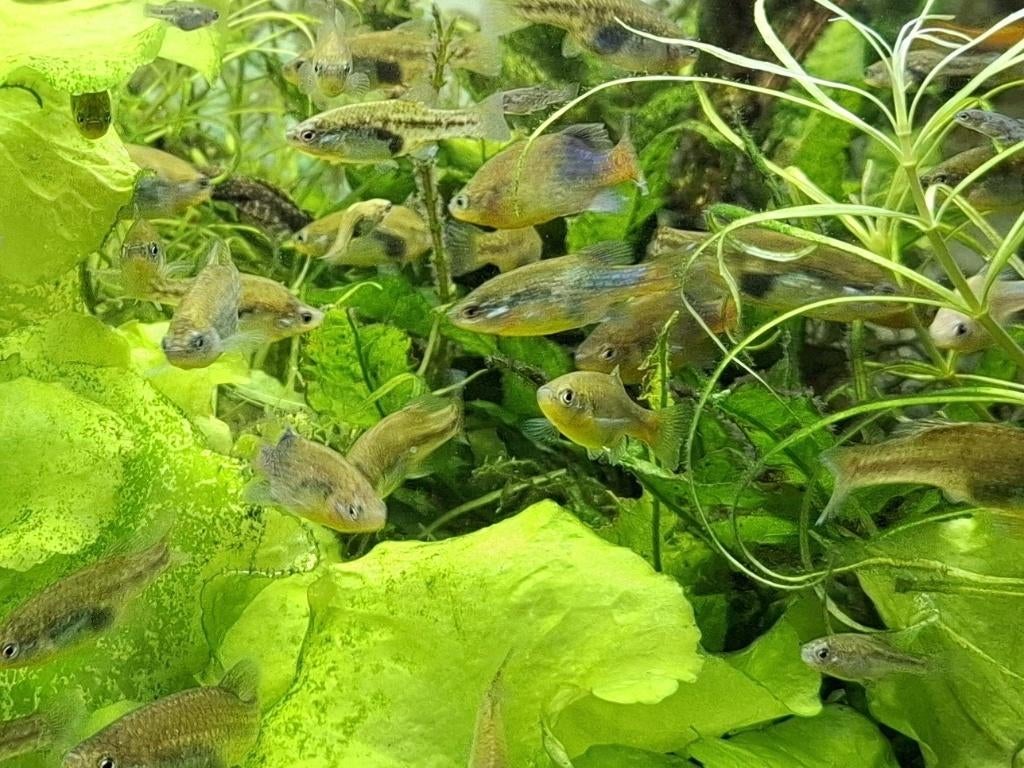 Xenotoca Doadrioi levendbarende tandkarper te koop /ruilen, Vis, Zoetwatervis, Schoolvis