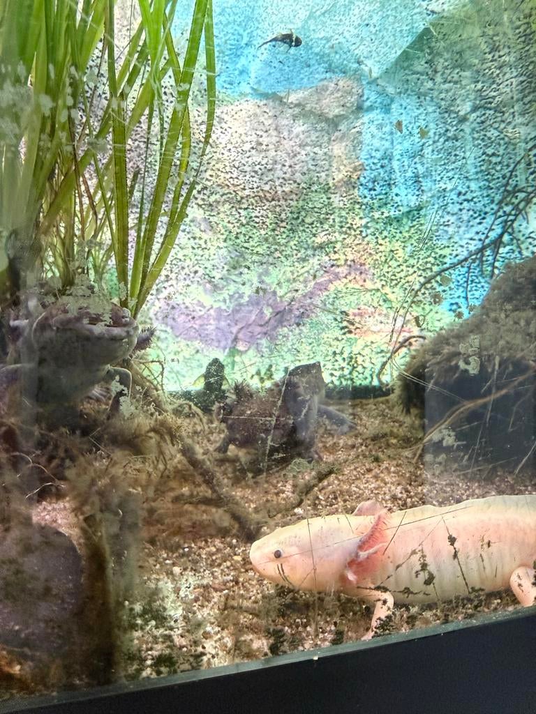 Drie volwassen axolotls, albino/wildkleur, Amfibie, 0 tot 2 jaar