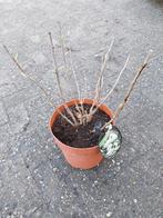 Hortensia Annabelle plant in 5 liter pot, Ophalen, Overige soorten, Halfschaduw