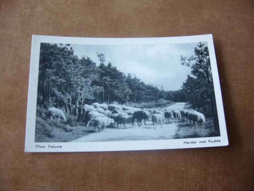 MOOI VELUWE  =  HERDER MET KUDDE, Ophalen of Verzenden, 1940 tot 1960, Gelopen, Gelderland