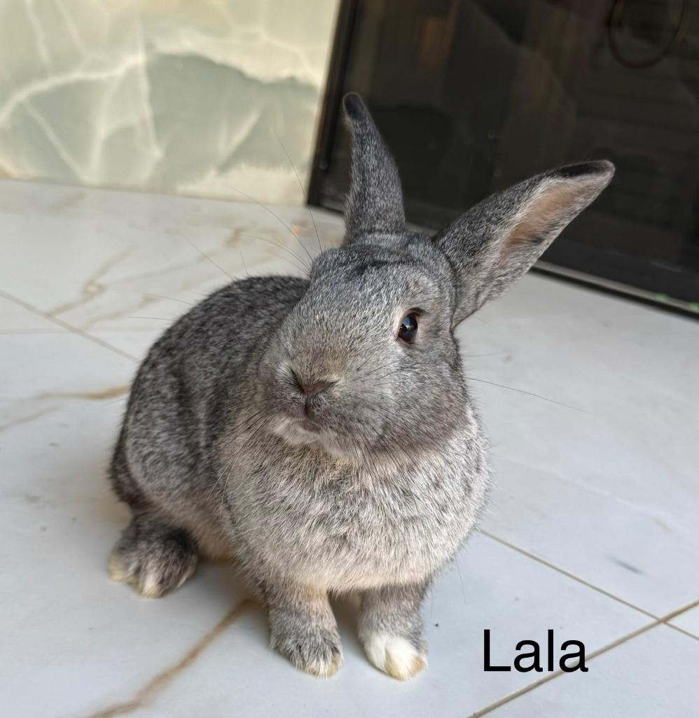 3 lieve rammen zoeken nieuw thuis, Dieren en Toebehoren, Mannelijk, Dwerg, 0 tot 2 jaar