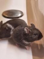 Jonge dwerghamsters, Dieren en Toebehoren, Knaagdieren, Februari, Meerdere dieren, Hamster
