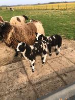 4 mooie jonge bonte ooi lammeren., Dieren en Toebehoren, Schapen, Geiten en Varkens, Vrouwelijk, Schaap