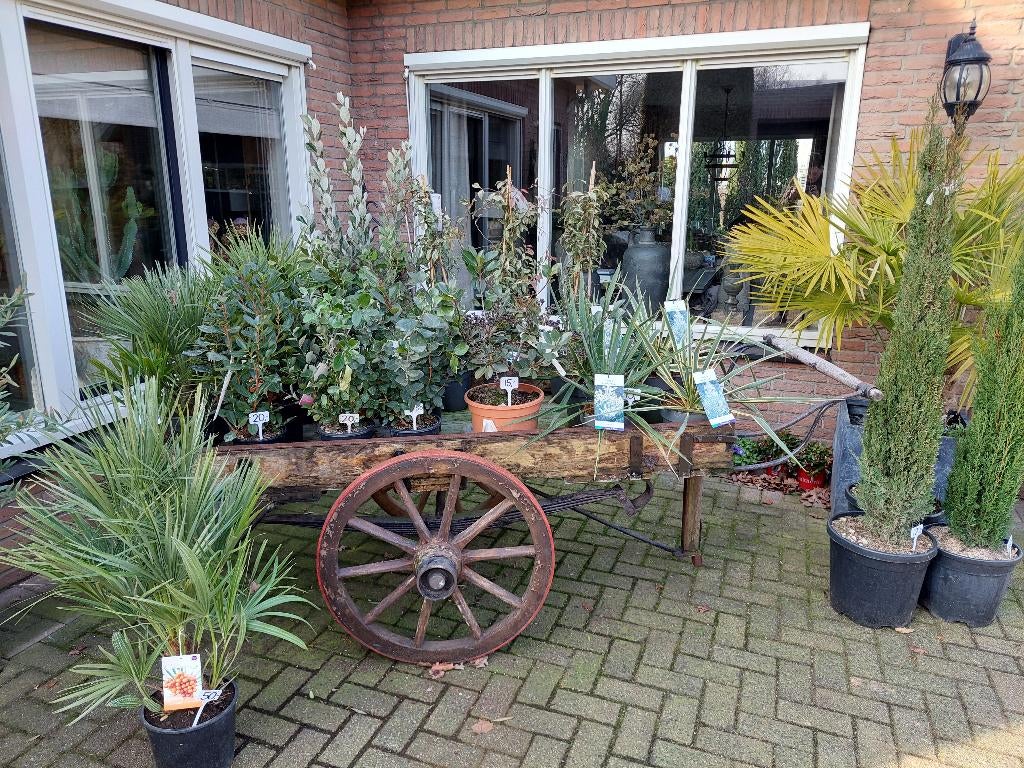 Mediterrane tuinplanten -Citrus/Agave/Palm/Cactus/Eucalyptus, Volle zon, Vaste plant, Zomer, Ophalen