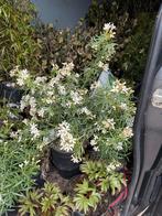 Super leuk heerlijk ruikend mexicaanse sinaasappel plant, Volle zon, Vaste plant, Lente, Ophalen