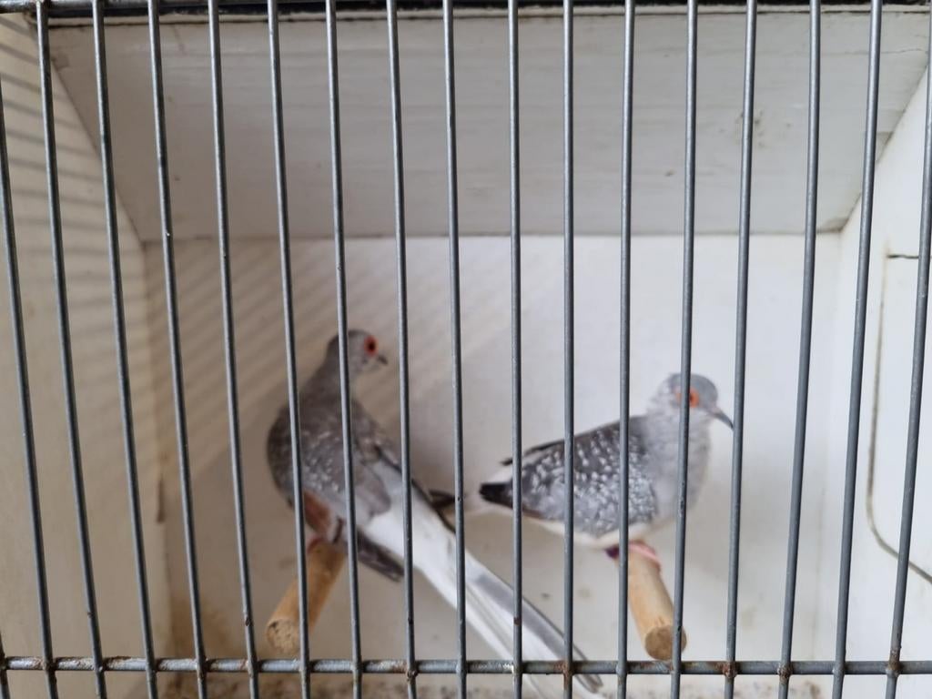 Koppeltje Diamant Duiven, Dieren en Toebehoren, Vogels | Duiven, Meerdere dieren, Overige soorten